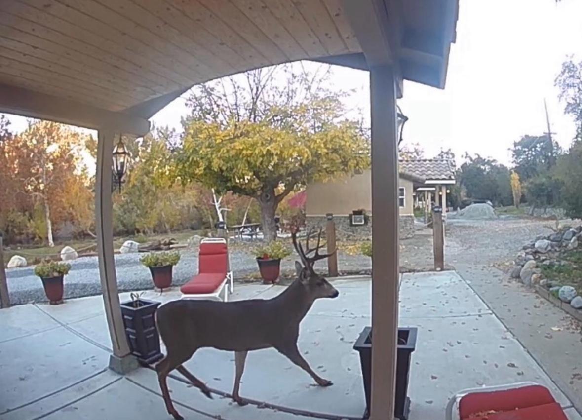 Sequoia River Front Cabins Three Rivers Luaran gambar